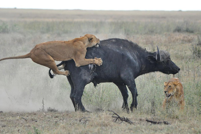 Hiếm khi sư tử dám động đến trâu rừng, tê giác hay voi.