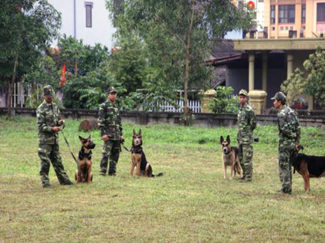  Đây là “vũ khí sống” được “biên chế” vào lực lượng với những nhiệm vụ cụ thể và không kém phần gian truân: phổ biến là chó chiến đấu, chó phát hiện ma túy, chó tìm kiếm chất nổ, chó cứu hộ cứu nạn...