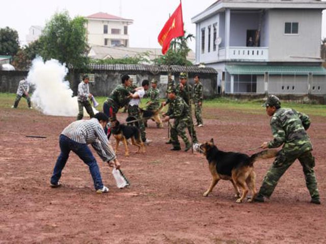 Riêng với chó chiến đấu, mỗi con trưởng thành có thể nặng hơn 35 kg và cao hơn 70 cm, có thể đánh gục “đối tượng” ngay cú bổ nhào đầu tiên.