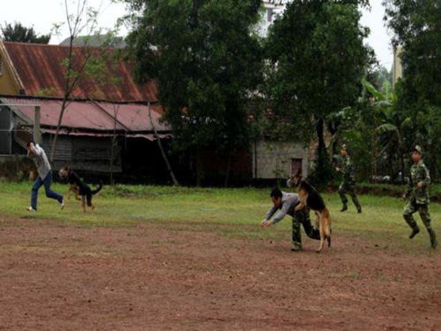 Chó nghiệp vụ vào trận