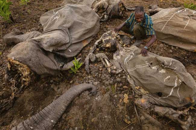 Hình ảnh những xác voi bị phân hủy theo thời gian sau khi bị giết để lấy ngà.