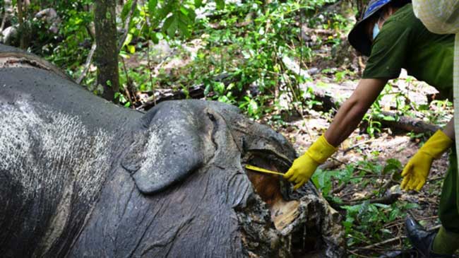 Khuya 25/8/2012, ông Trần Văn Thành - quyền giám đốc vườn quốc gia Yok Đôn (Buôn Đôn, Đắk Lắk) - cho biết ông vừa nghe báo cáo về việc có hai con voi chết tại tiểu khu 257, thuộc lâm phần vườn quốc gia Yok Đôn. Trong đàn voi này có hai con voi đực, trong đó con voi đực bị giết là con voi đực có ngà duy nhất. Voi đực có chiều dài 3,7m, cao 2,5m; đầu đã bị đục tung để lấy ngà và hộp sọ, vòi bị cắt đứt rời. Voi cái dài 3,2m, cao 2,42m thân thể vẫn còn nguyên vẹn. Theo kết quả khám nghiệm hiện trường, cặp voi bị chết do tác động của ngoại lực bên ngoài, không phải chết tự nhiên.