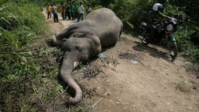 Đầu tháng 5/2012 xác một con voi Sumatra thuộc nhóm cực kỳ nguy cấp vừa được tìm thấy ở tỉnh Aceh của Indonesia. Đây là con voi Sumatra thứ hai chết chỉ trong vòng một tháng và nghi bị đầu độc. Với tốc độ tàn sát như thế này thì một thời gian không dài nữa loài voi sẽ biến mất trên thế giới.