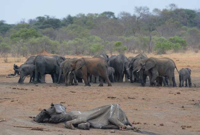 Tại nhiều quốc gia châu Phi nơi có số lượng voi hoang dã đông nhất thế giới thì nạn giết voi lấy ngà ngày càng trầm trọng. Mặc dù những đàn voi được bảo vệ trong các vườn quốc gia nhưng vì giá trị của cặp ngà mà chúng sở hữu đã vô tình đẩy chúng tới chỗ nguy hiểm.