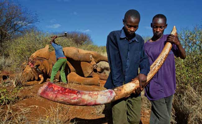 Tại nhiều quốc gia châu Phi nơi có số lượng voi hoang dã đông nhất thế giới thì nạn giết voi lấy ngà ngày càng trầm trọng. Mặc dù những đàn voi được bảo vệ trong các vườn quốc gia nhưng vì giá trị của cặp ngà mà chúng sở hữu đã vô tình đẩy chúng tới chỗ nguy hiểm.   