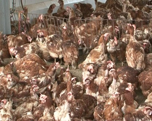 Sau 3 tháng quyết tâm chấm dứt gà nhập lậu, gà thải Trung Quốc lại tràn vào Việt Nam