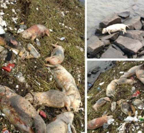 Xác lợn chết trên đầu nguồn dòng sông Hoàng Phố, Thượng Hải.