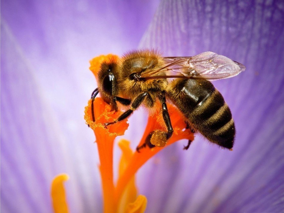 Chất độc trong nọc ong có thể được sử dụng để ngăn ngừa lây lan virus HIV.