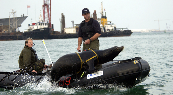 Hải cẩu cũng được thử nghiệm huấn luyện trong quân đội Mỹ