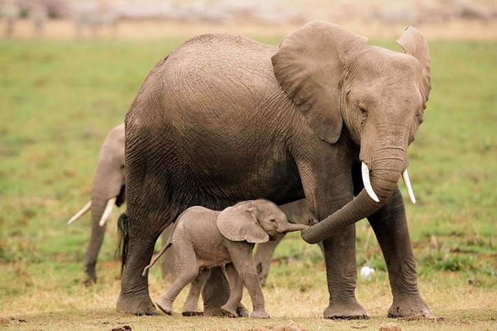 Có thể nói voi cái là những bà mẹ 