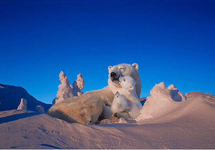 Mẹ con nhà gấu trắng bắc cực luôn luôn quấn quít bên nhau. Gấu mẹ thường sinh đôi. Gấu con sống với mẹ trong khoảng hơn 2 năm đầu đời cho tới khi nào chúng có thể tự săn mồi và tồn tại độc lập.
