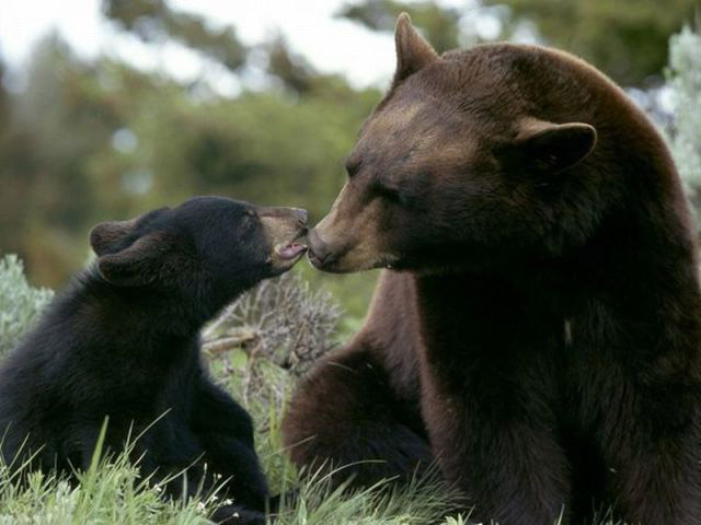 Gấu đen mẹ nổi tiếng về bản năng che chở và bảo vệ gấu con. Gấu con sẽ luôn ở cạnh mẹ trong suốt 2 năm đầu đời để được mẹ dậy dỗ và bảo vệ.