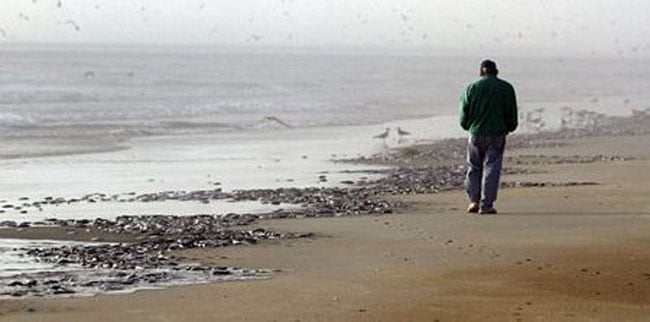 Cảnh tượng cá chết trắng xoá bãi biển trên đảo Pawleys hôm 17/1/2013. Cảnh sát địa phương xác nhận hàng nghìn con cá mòi đã chết trước khi bị đánh dạt vào bờ và cảnh báo rằng hiện tượng cá chết chưa chấm dứt trong những ngày tới. Đây là hiện tượng cá chết hàng loạt thứ 2 xảy ra chỉ trong tuần qua ở California.