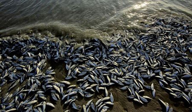 Trước đó, xác hàng trăm nghìn con cá dầu cũng bị đánh dạt vào đảo Masonboro ở ngoại ô Wilmington, bắc California. Các nhà khoa học cho biết cá chết ở California là hiện tượng tự nhiên do hàm lượng khí oxy trong nước biển đã giảm xuống gần bằng 0. 