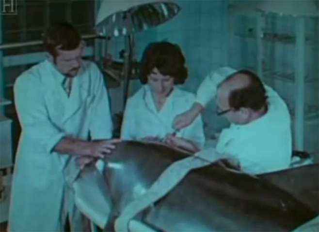 Một lưu ý khi huấn luyện cá heo là không được dùng điện để tác động lên não của chúng. Liên Xô đã thử nghiệm phương pháp này đã phát hiện thấy rằng cá heo thường bị chết.