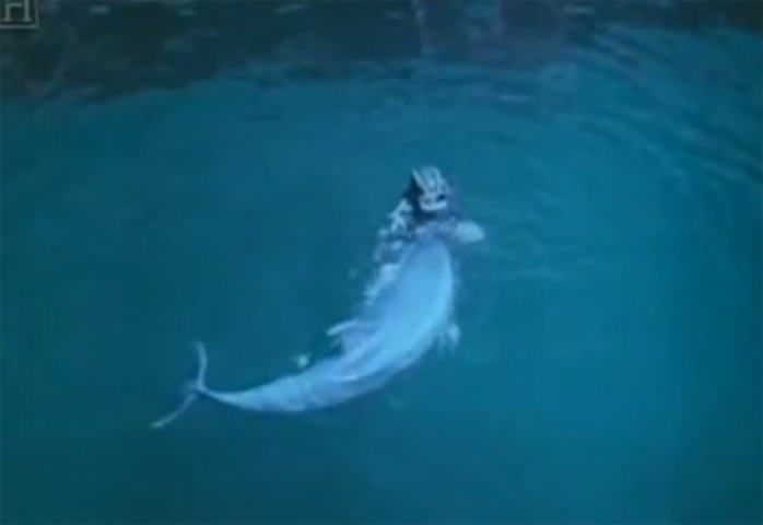 Đội huấn luyện cá heo của quân đội Mỹ thường thưởng cá mòi cho cá heo sau khi chúng “tiêu diệt” thợ lặn của kẻ thù trong các buổi tập. Theo Khám Phá/  Business Insider