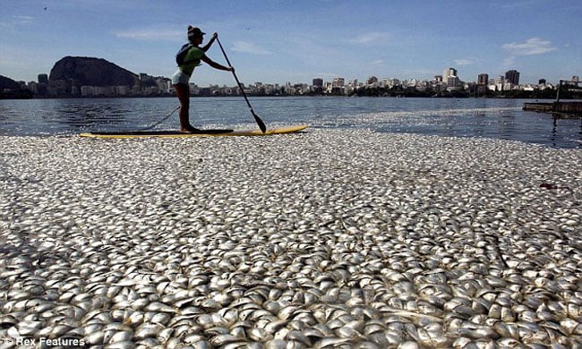 Địa điểm diễn ra môn chèo thuyền tại Olympic Rio de Janeiro 2016 được phủ trắng bởi 65 tấn cá chết bị thối rữa.