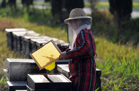Xuất hiện mật ong giả  Trung Quốc chứa chì, kháng sinh độc hại