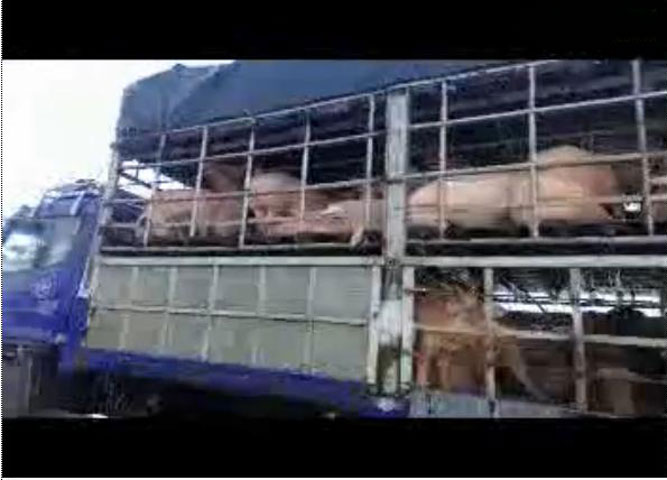 Ông Phạm Thanh Bình, Chi cục trưởng Chi cục Thú y tỉnh Hà Tĩnh cho biết, việc xử lý các điểm kinh doanh tắm lợn gây ô nhiễm, có nguy cơ lây lan dịch bệnh thuộc thẩm quyền các địa phương. Ngành không xử lý.