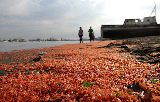 Bờ biển Chile được phủ một màu đỏ rực rỡ bởi xác của hàng nghìn cá thể tôm, cua phủ kín theo sóng nước trôi vào. Theo những người dân địa phương nơi đây, họ chưa bao giờ chứng kiến một cảnh tượng như vậy.