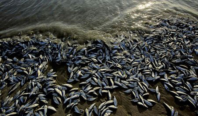 Hiện tượng cá chết và trôi vào bờ biển thường xuất phát từ nhiều nguyên nhân. Trong hình là xác hàng trăm nghìn con cá dầu cũng bị đánh dạt vào đảo Masonboro ở ngoại ô Wilmington, bắc California. Các nhà khoa học cho biết cá chết ở California là hiện tượng tự nhiên do hàm lượng khí oxy trong nước biển đã giảm xuống gần bằng 0. (Tổng hợp)