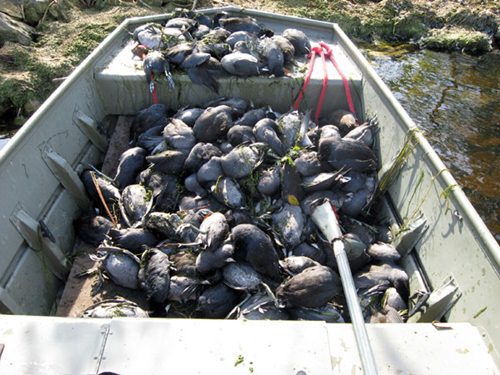 Xác 1.000 vịt chết đang phân hủy vừa bị phát hiện trôi nổi trên một con sông ở Tứ Xuyên, Trung Quốc. 