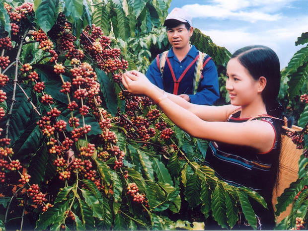 Mừng vì xuất khẩu cà phê tăng nhưng buồn vì hàng trăm hecta rừng biến mất.