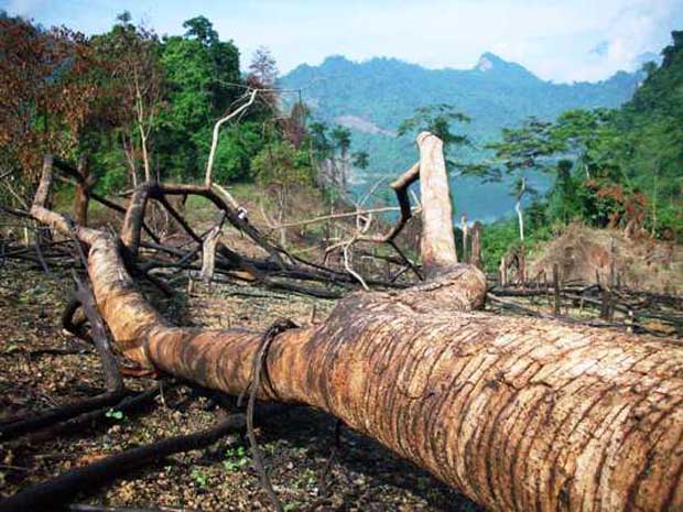  Khi ngành công nghiệp sản xuất đồ gỗ phát triển thì nguồn gỗ nội địa cũng không còn.