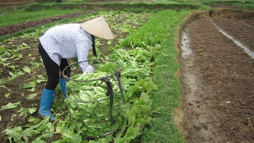 Mùa nào rau ấy, vụ xuân này chị Nga đang tập trung trồng rau cải Hồng Kông, chỉ hai tháng thu hoạch được. Rau bán thì chị Nga trồng ngoài ruộng cách xa nhà, còn rau để gia đình ăn được chị trồng trong vườn.