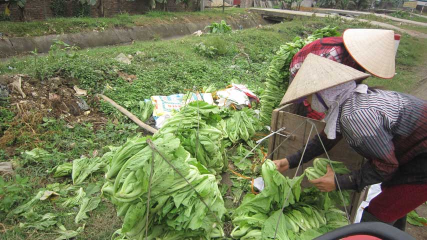 Rau trồng ngoài ruộng được chị Nga bán cho các thương lái ở thị xã  Phú Yên, thành phố Vĩnh Yên thậm chí có thương lái ở tận Hà Nội cũng về mua rồi đóng thùng chuyển đi