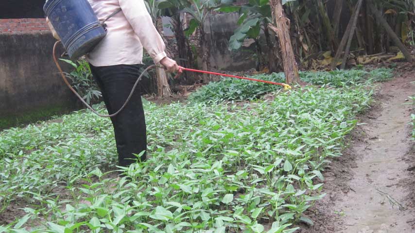 Mùa đông, rau muống lên rất chậm, giá lại đắt. Sốt ruột, chị Nga lại phun ít thuốc kích thích cho rau lên nhanh, nên thường hai tuần là thu hoạch bán được. Chị bảo, thế cũng không độc hại nhiều.