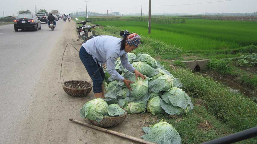 Đến ngày thu hoạch, rau được chất đống trên đường chờ thương lái đến lấy hoặc mang về chợ bán. 