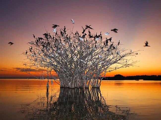 Những chú chim đang tìm chỗ đậu trên một cái cây ở Pantanal, một trong những vùng đất ngập nước lớn nhất thế giới. Nơi đây có diện tích khoảng 180.000 km2 nằm trên ba quốc gia là Brazil, Bolivia và Paraguay. Hàng năm những đợt mưa lũ đã tạo nên môi trường sinh sản cho khoảng 270 loài cá. Trong những tháng khô hơn nó lại là nơi sinh sống lí tưởng của hàng trăm loài chim. Đây cũng là vùng đất của loài rái cá khổng lồ Anacondas, một loài có nguy cơ tuyệt chủng cao. Ngoài việc cung cấp môi trường sống cho người dân và các loài động, thực vật, con sông còn giúp tẩy rửa các nhà máy và đó là một nguy cơ khiến nó có thể bị ô nhiễm.
