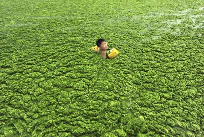 Theo ước tính của Liên hiệp quốc, cứ 6 người trên thế giới hiện nay thì có ít nhất một người không được cung cấp 20-50 lít   nước ngọt trong vòng một ngày để đảm bảo các nhu cầu cơ bản như uống, nấu ăn, và vệ sinh thân thể. Một cậu bé đang bơi bên   bờ biển Thanh Đảo, tỉnh Sơn Đông. Nơi đây đang bị tảo xanh xâm thực nặng nề - Ảnh: Reuters/ China Daily.