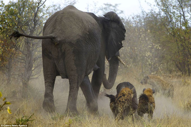 Những đàn linh cẩu thường ít dám tấn công voi nhưng trong trường hợp này thì lại khác, một chú voi con mới sinh bị thương và trở thành mục tiêu của cả đàn linh cẩu háu đói.