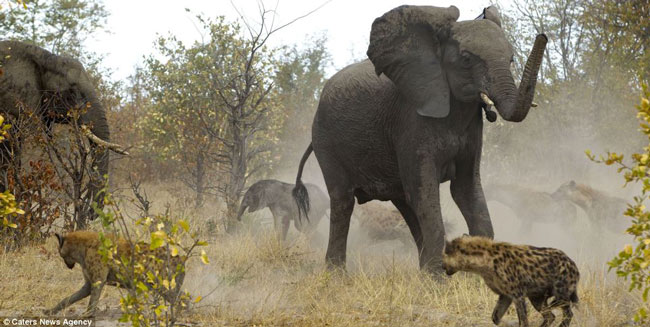 Biết được tình thế hiểm nghèo, cả đàn voi bố trí xung quanh chú voi con để xua đuổi đàn linh cẩu nhằm bảo vệ cho chú voi nhỏ.