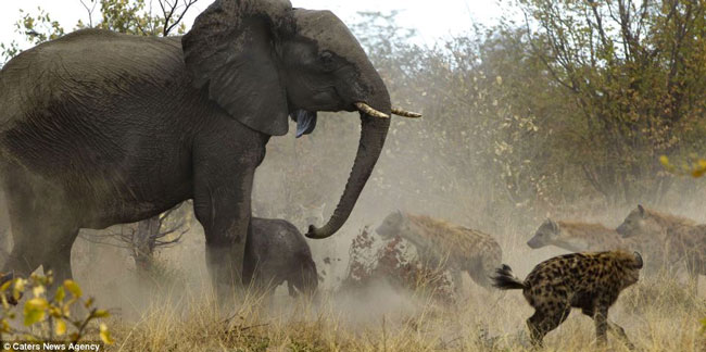 Nhưng linh cẩu cũng không phải là một loài tầm thường, chúng bố trí xung quang chú voi con và tìm cách làm lạc hướng những chú voi trưởng thành trong đàn.