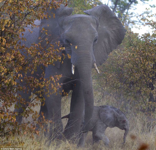 Trong khi những con khác thì ra sức tấn công chú voi con tội nghiệp từ nhiều phía khác nhau để nhanh chóng hạ gục con mồi.