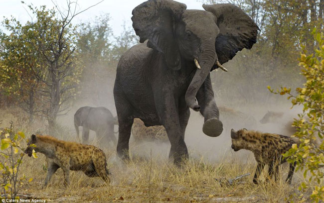 Chúng dùng vòi, chân thể hiện sức mạnh trong khi vẫn không ngừng để mắt tới chú voi con mới sinh.