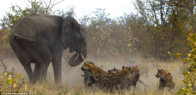 Ảnh được chụp tại Công viên Quốc gia Chobe ở Botswana bởi nhiếp ảnh gia người Mĩ Jayesh Mehta.