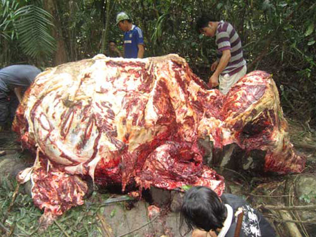 Được biết, ngày 3/4, một người đi rừng đã phát hiện một con voi bị giết và xẻ thịt hết sức dã man tại tiểu khu 39, lâm trường Minh Hóa, huyện Minh Hóa tỉnh Quảng Bình.