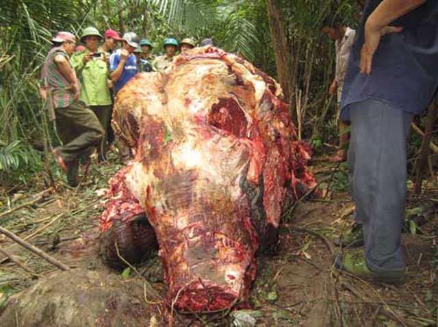 Hình ảnh cho thấy, ngà của chú voi này bị cắt ngang và biến mất, những mảng thịt ở hai chân sau bị róc đến tận xương và chú voi đang ở tư thế quỳ dưới đất.