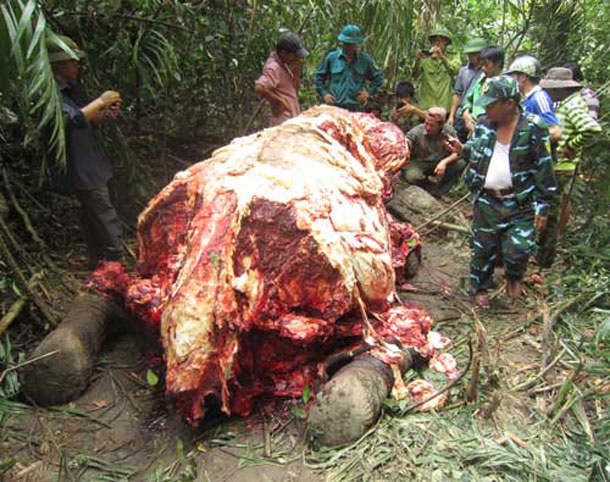 Xác của chú voi xấu số được tìm thấy ở Khe Ươn. Chú voi này dài 3,2m, bề ngang 1,3m, cao 1,3m và nặng khoảng 4 tấn. Da, vòi, mắt đuôi, tai của chú voi đáng thương đều bị lấy đi.
