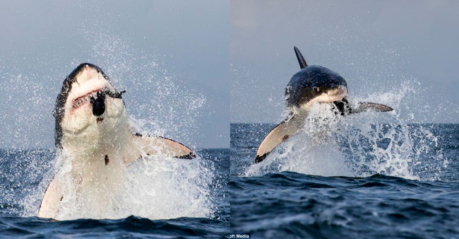 Cá mập trắng tiếp tục chứng tỏ khả năng sát thủ biển khơi hàng đầu của mình với lối săn mồi điệu nghệ.