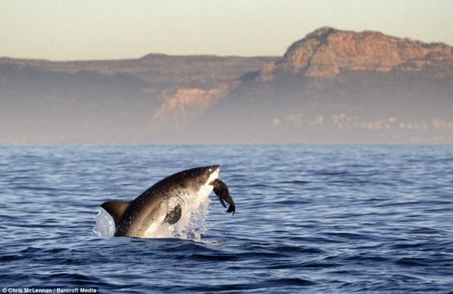 Cá mập trắng tấn công và tóm gọn con hải cẩu trong hai hàm răng sắc nhòn của mình bằng tốc độ kinh hoàng.