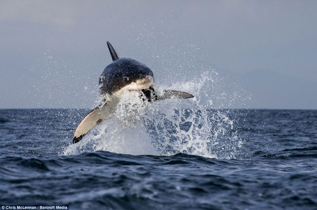 Cá mập trắng được biết đến với sức tấn công mạnh mẽ, tốc độ và nguy hiểm nhất biển khơi. Con mồi thường thấy của nó là cá, hải cẩu, chim cánh cụt...