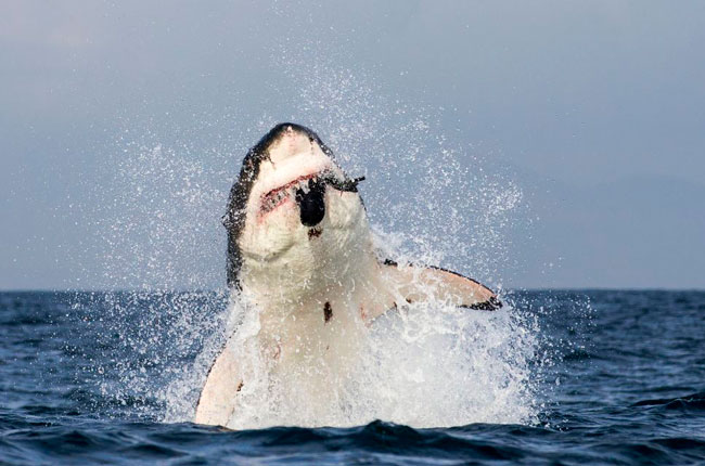 Cá mập trắng nghiến chặt con mồi trong hai hàm răng sắc nhọn của mình.