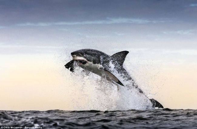 Những hình ảnh mới nhất về sức mạnh của loài cá mập trắng được ghi lại bởi nhiếp ảnh gia Chris McLennan tại vùng biển đảo Seal, Nam Phi.