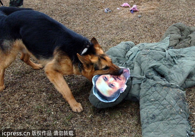 Ngoài ra, hình chân dung Bộ trưởng Quốc phòng Hàn Quốc Kim Kwan-jin còn được gắn lên hình nộm để huấn luyện chó nghiệp vụ. Đây không phải lần đầu tiên Triều Tiên công khai hình ảnh gây sốc khi dùng ảnh chân dung các nhà lãnh đạo Hàn Quốc, Mỹ làm bia đỡ đạn.