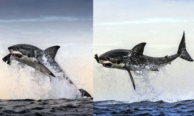 Những hình ảnh thể hiện sức mạnh mà không kém phần nghệ thuật của cá mập trắng.